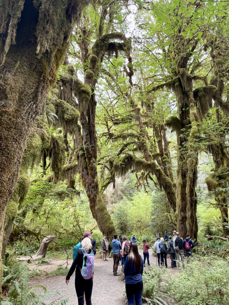Group walking through Hall of Mosses in Hoh Rainforest