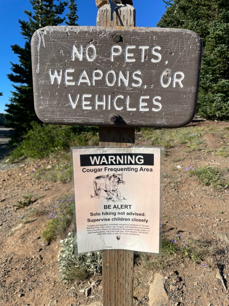 Cougar sign on the hike to Hurricane Hill