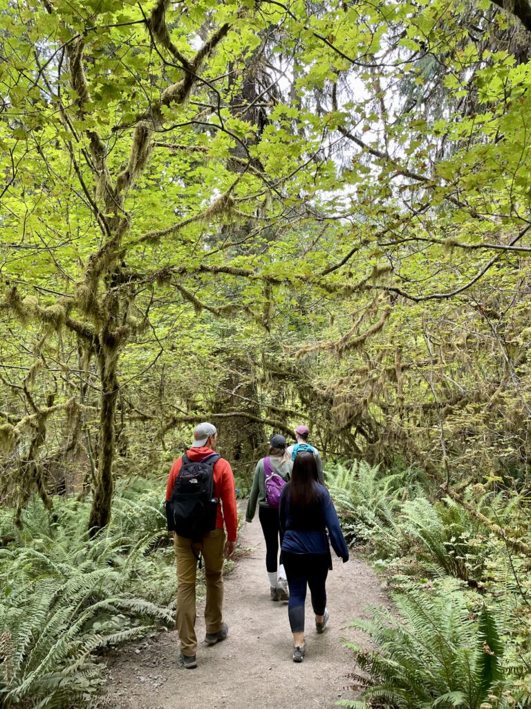 Walking through the Hall of Mosses in Hoh Rainforest