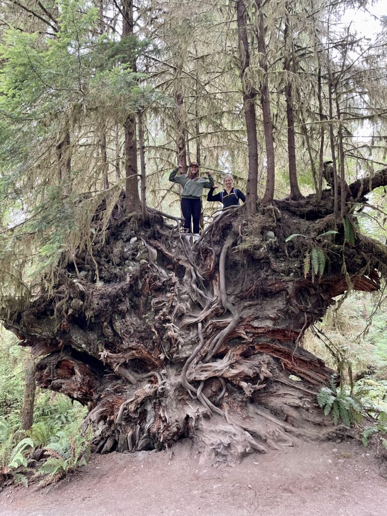 Massive overturned climbing log right in the middle of the Spruce Trail