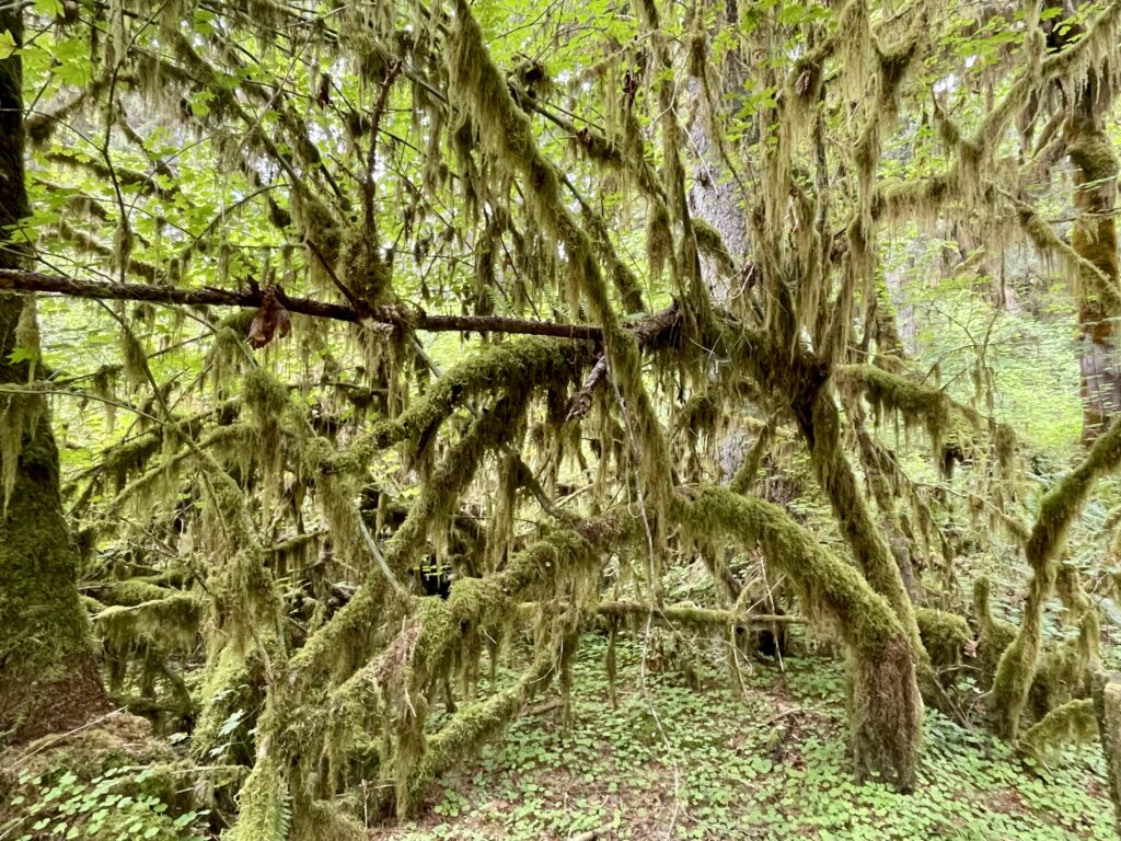 Hall of Mosses in Hoh Rainforest