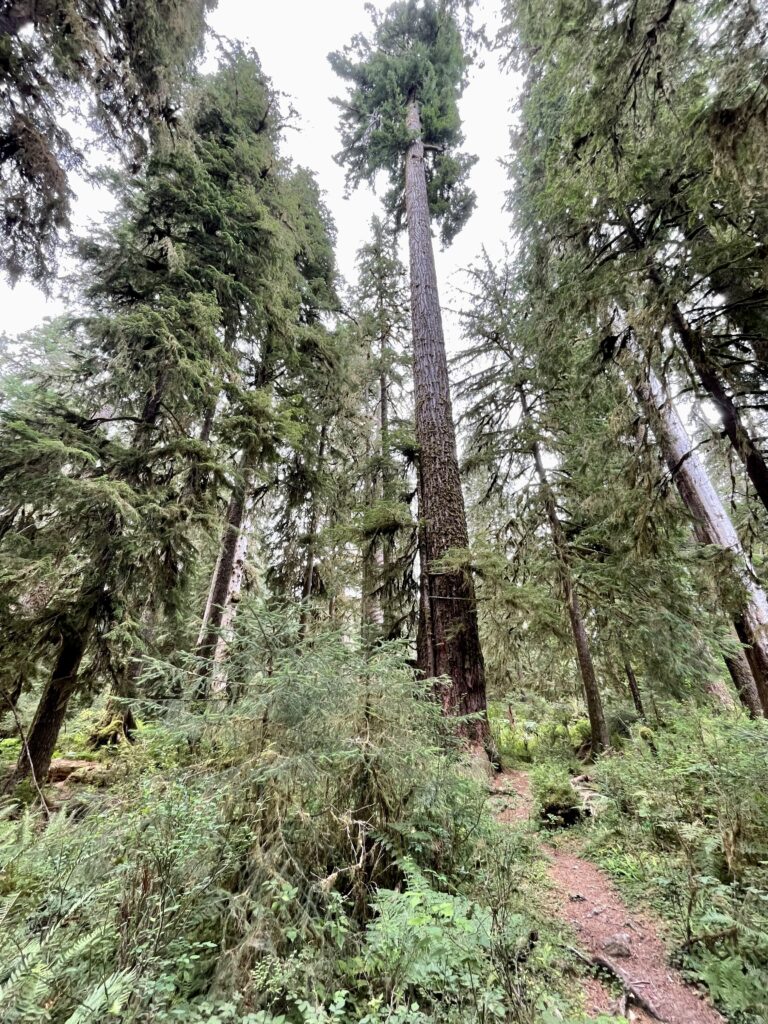 Massive sitka spruce tree in the Hoh Rainforest