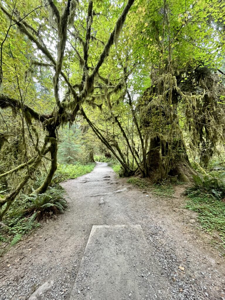 Hall of Mosses in Hoh Rainforest