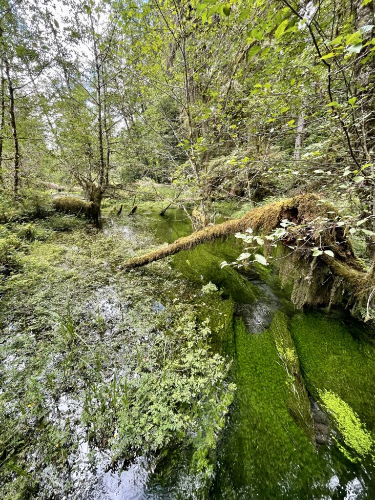 Crystal clear creek waters in Hoh Rainforest