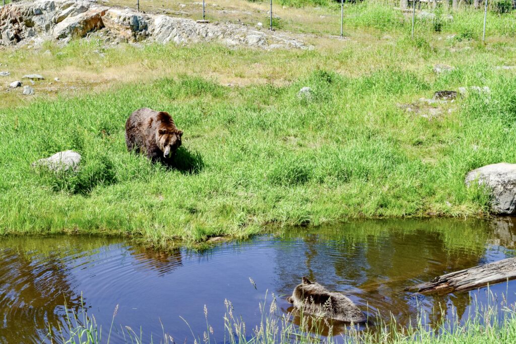 Coola and Tinder grizzly bears