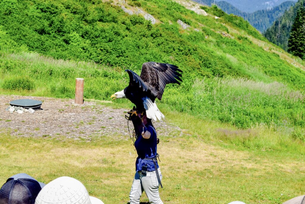 Bald eagle at birds in motion