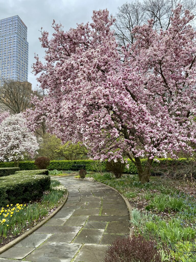 Tree Blooms During Spring in the Conservatory Garden