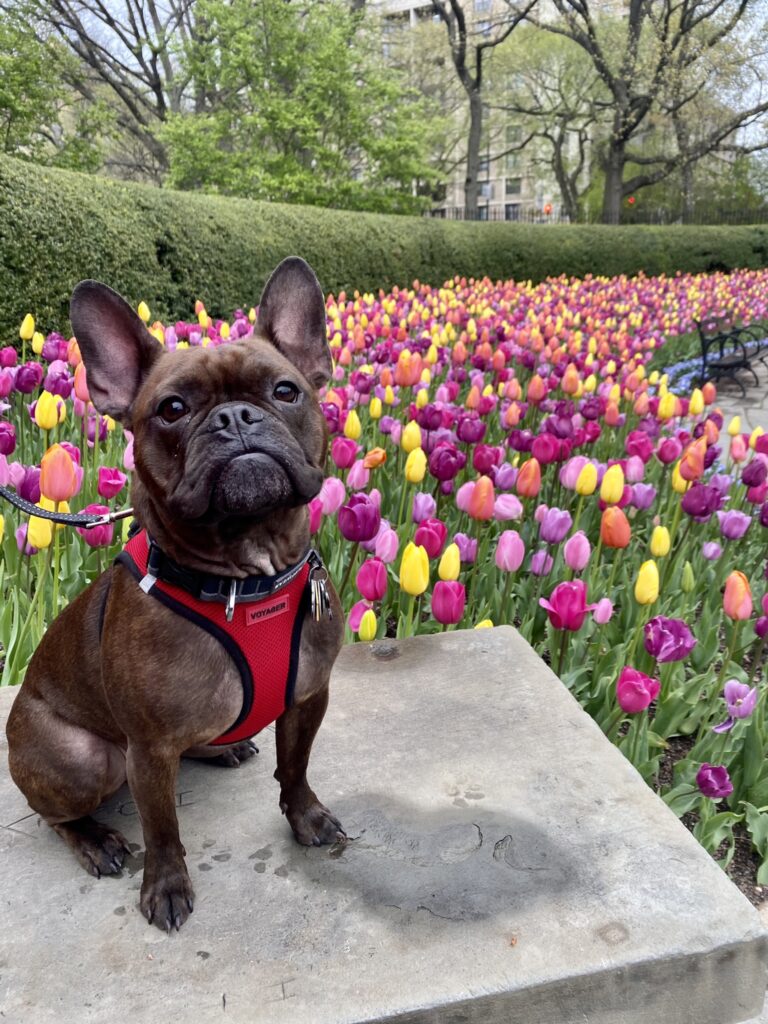 Dog Poses with Tulips
