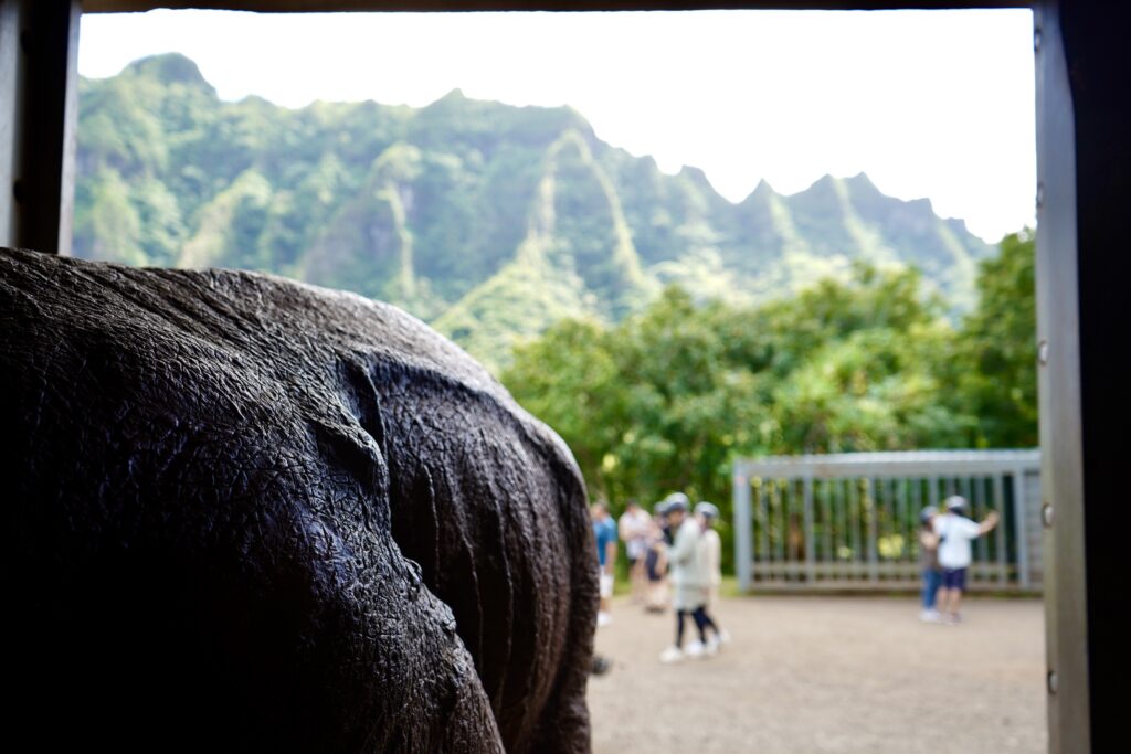 Sneaking up on a dinosaur