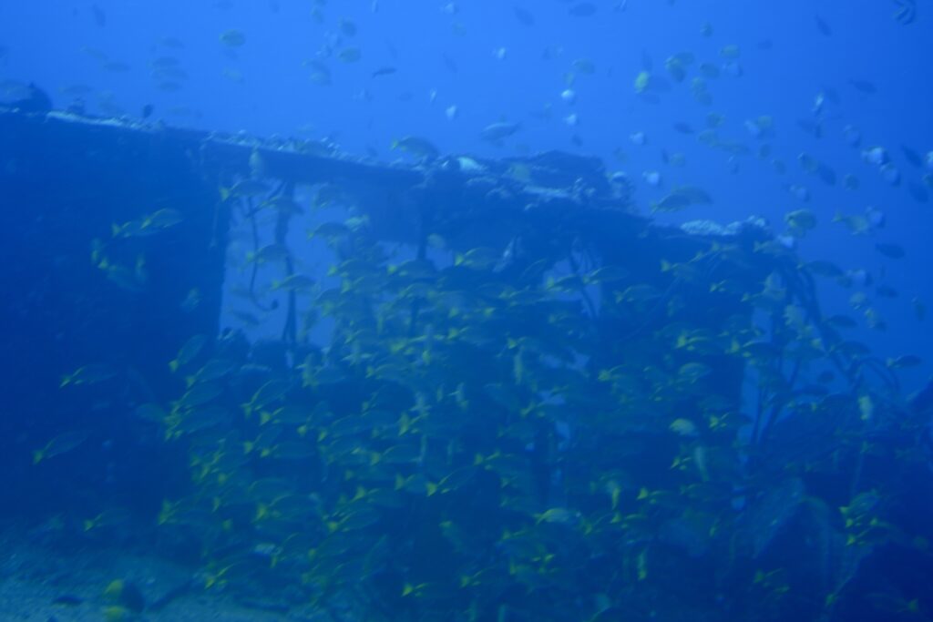 Schools of fish around artificial reef