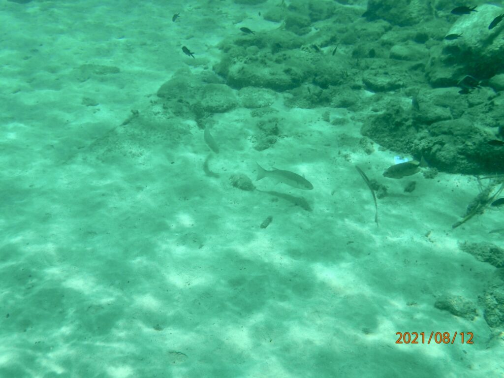 Underwater shot with Olympus Digital Camera