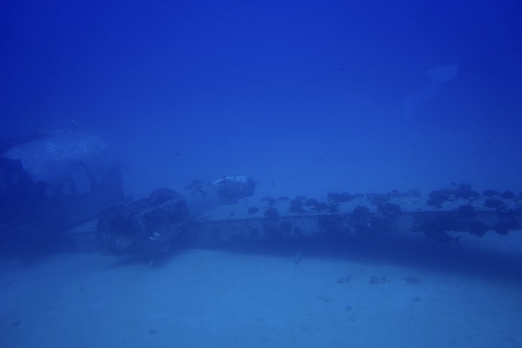 Sunken plane serving as artificial reef. Look close to see an emerging shark tail from under the wing
