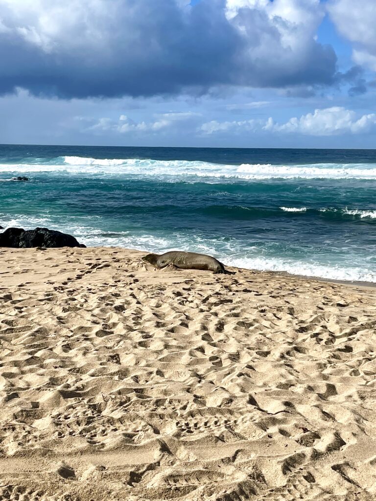 Hawaiian Monk Seal