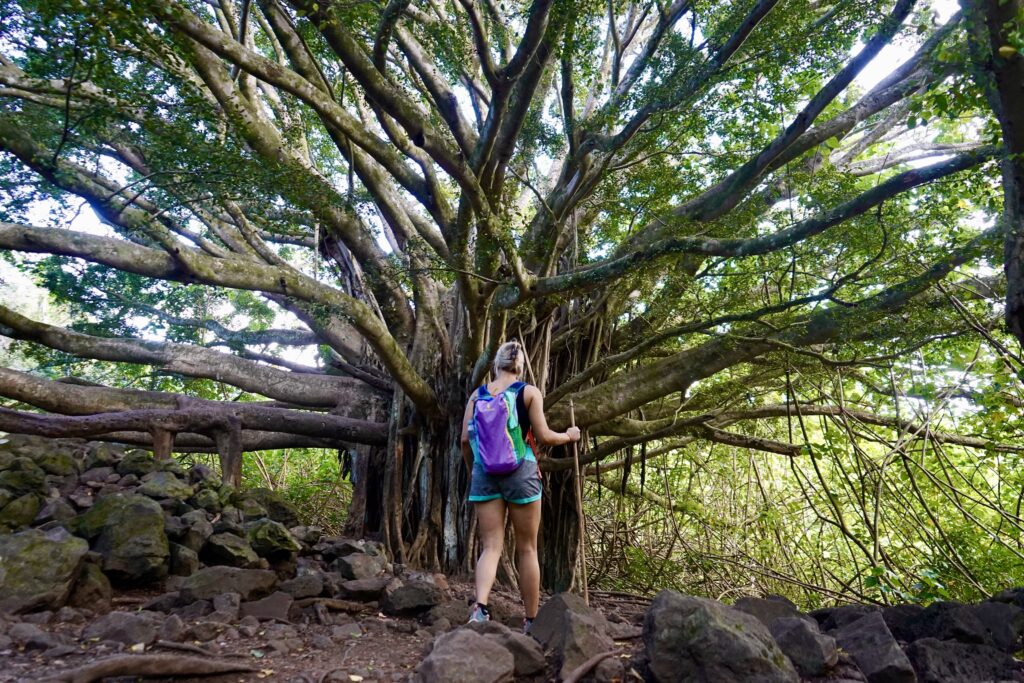 Banyan Tree on Pipiwai Trail