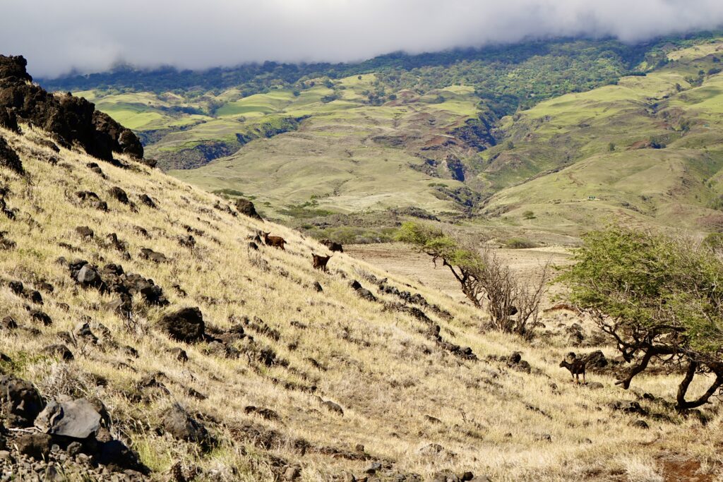 Mountain goats on slopes of Haleakala