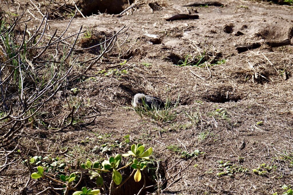 Baby bird on Kapalua Coastal Trail