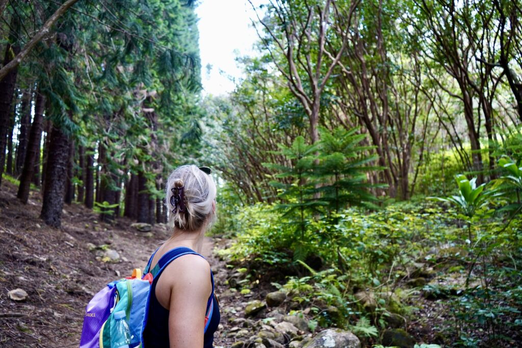 Forested section at start of the Waihe'e Ridge Trail