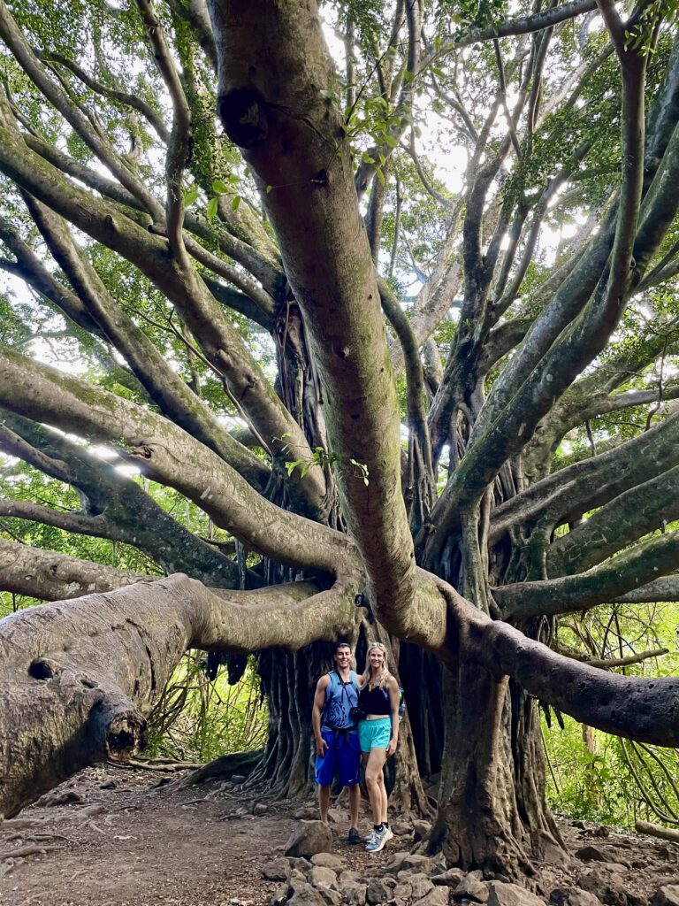 Banyan Tree on Pipiwai Trail