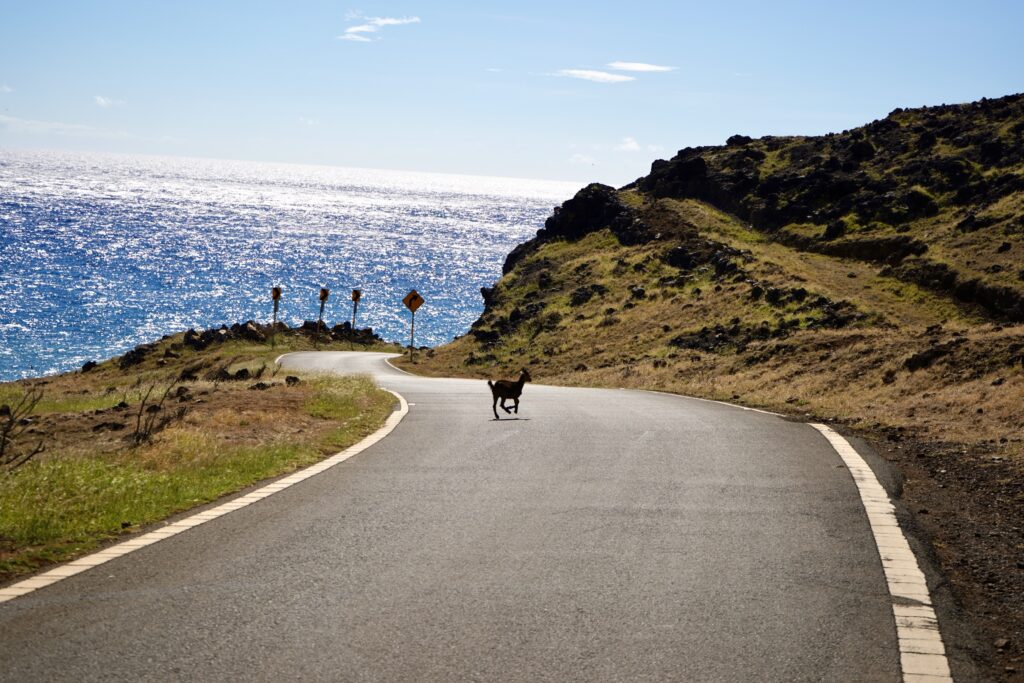 Mountain goat crossing road on backside of Haleakala