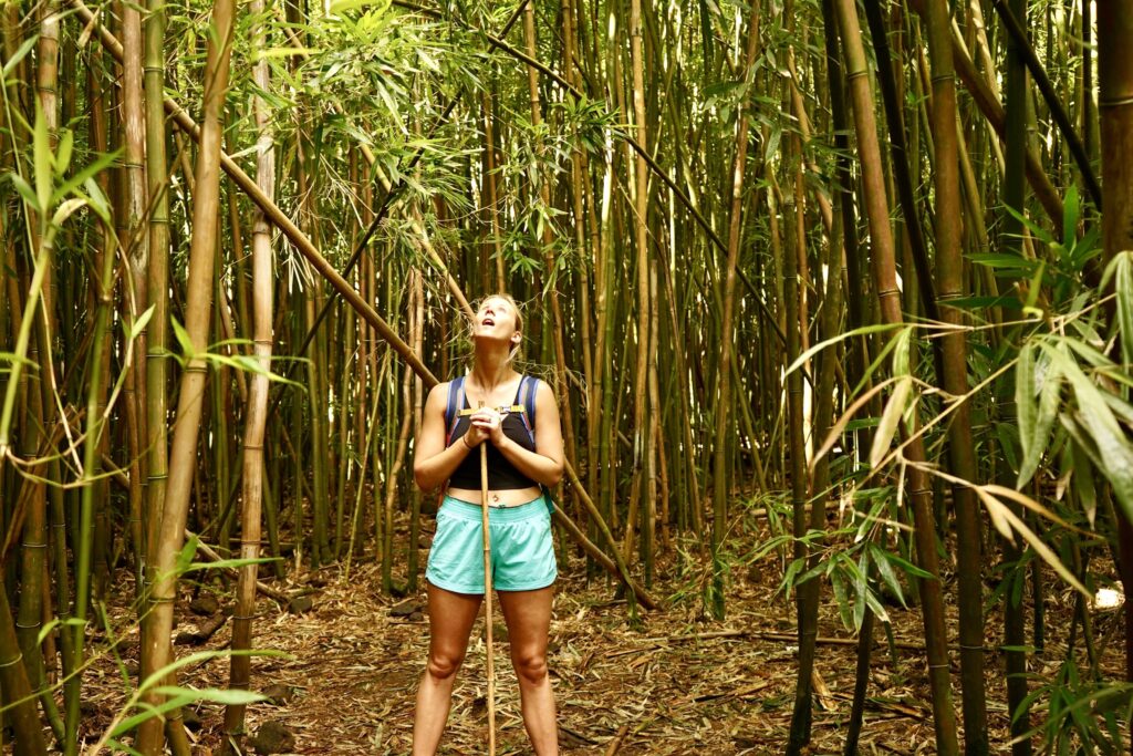 Bamboo forest wonder