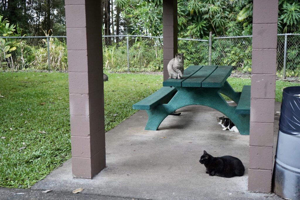 Mobs of stray cats at Nikki at Pu'u Ka'a State Wayside Park