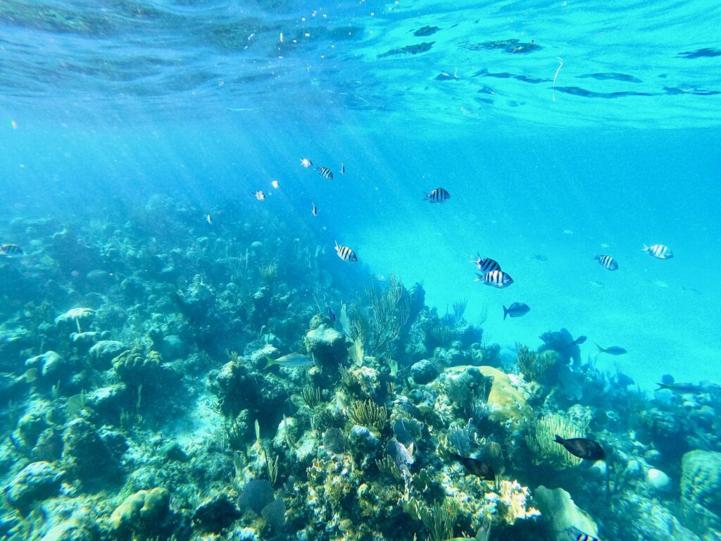 Snorkeling near Rose Island