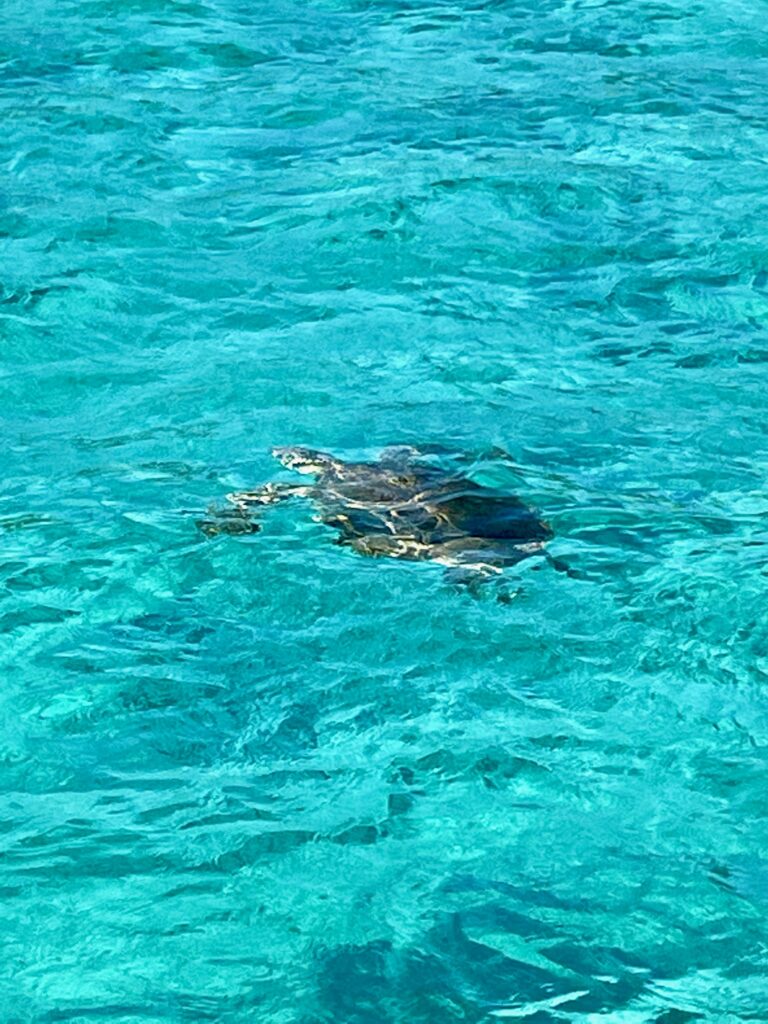 Sea turtle seen during snorkeling tour