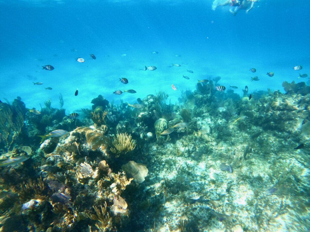 Snorkeling near Pearl Island
