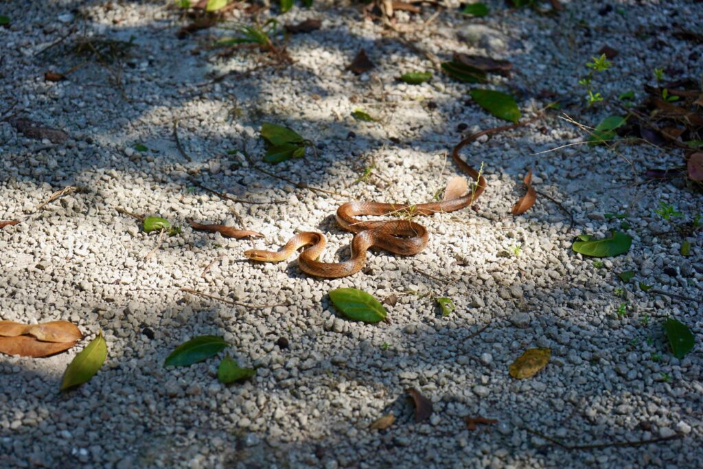 Snake on the trail at Clifton Heritage National Park