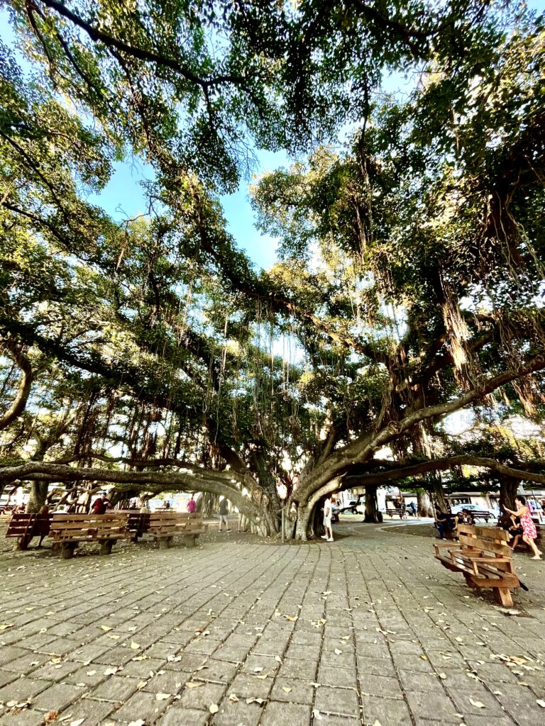 Banyan Court in Lahaina