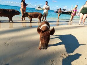 Swimming with Pigs at Rose Island