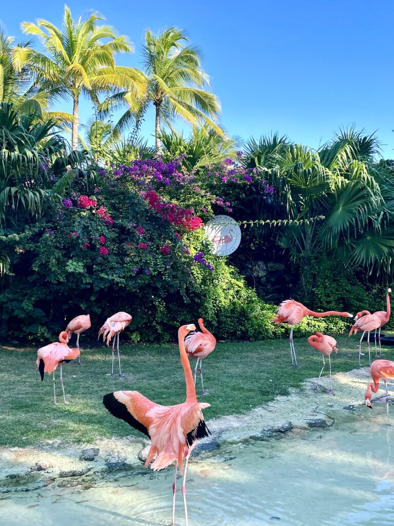 Flamingos preparing for their daily march