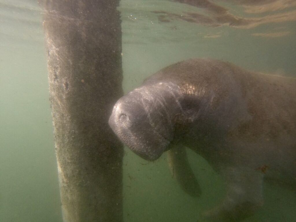 Manatee grazing on plants along the dock