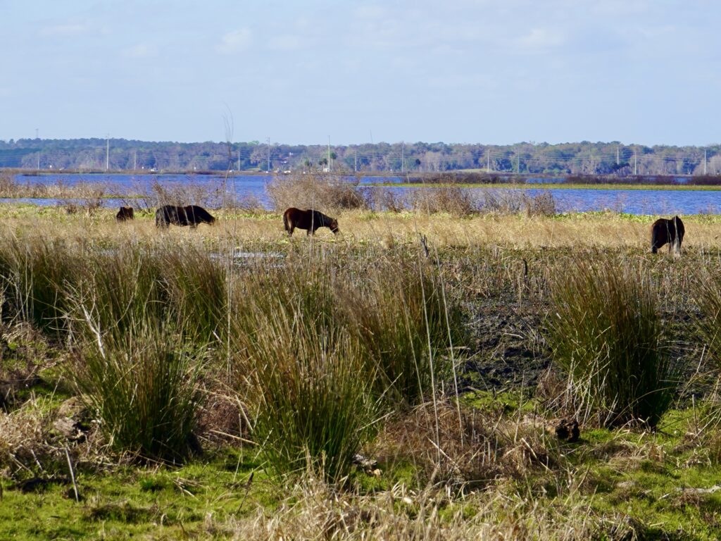 Wild Horses