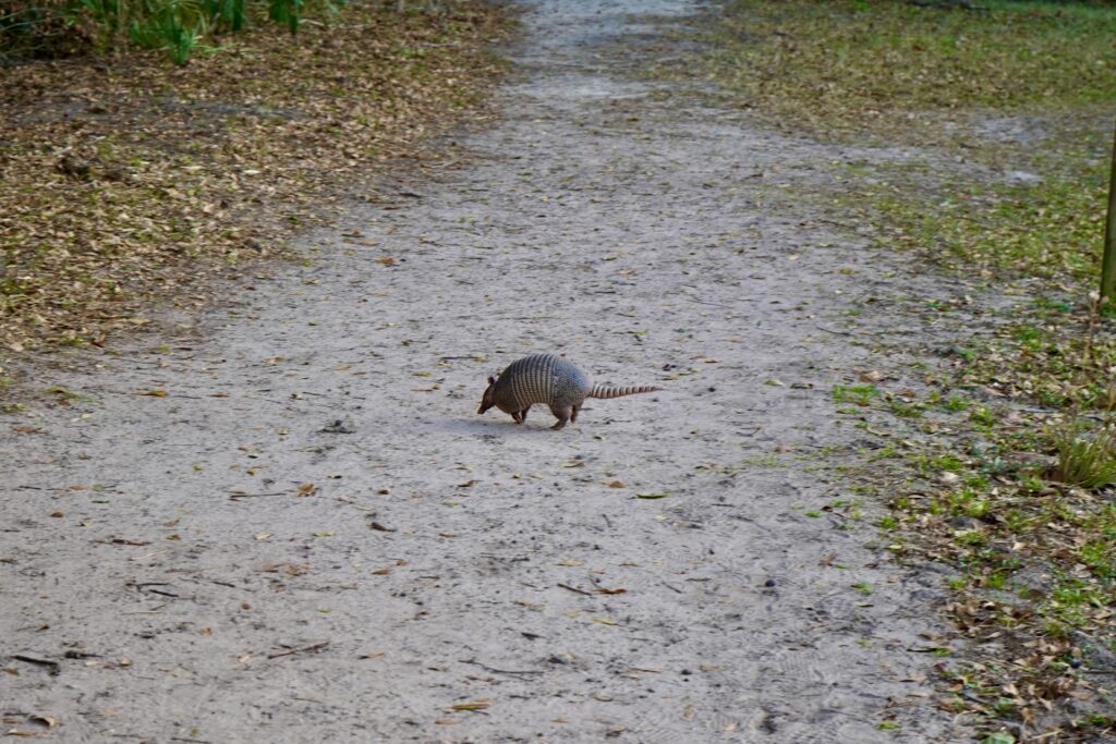 Armadillo running across the trail