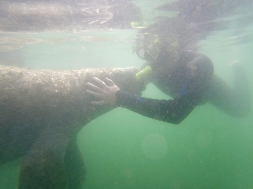 Friendly manatee giving kisses