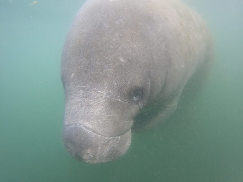 Friendly manatee