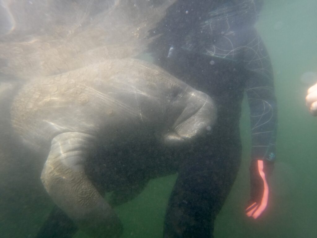 Manatee hugging snorkeler