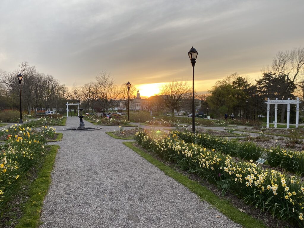 Free Buffalo activities in Delaware park include walking the Rose Gardens