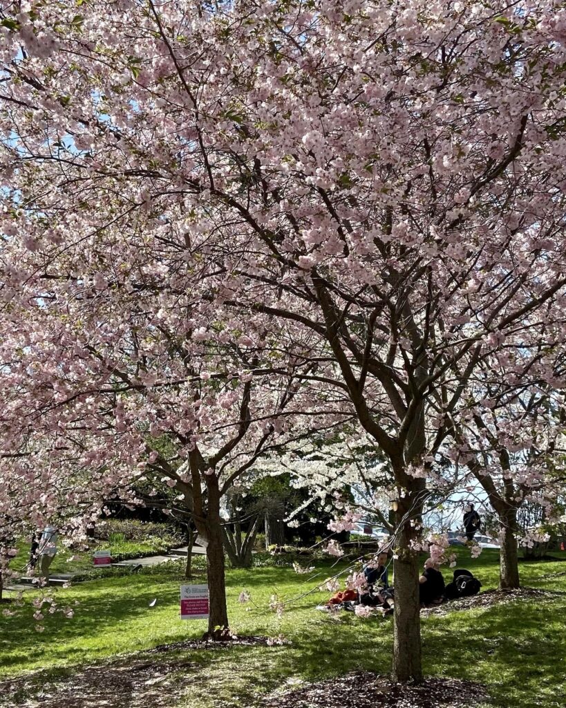 Enjoying the Cherry Blossoms at the Japanese Gardens is a rewarding free Buffalo activity