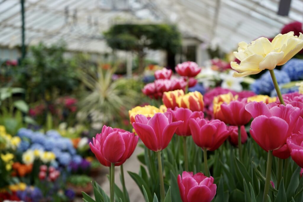 Best Indoor Buffalo Activities, Buffalo Botanical Gardens