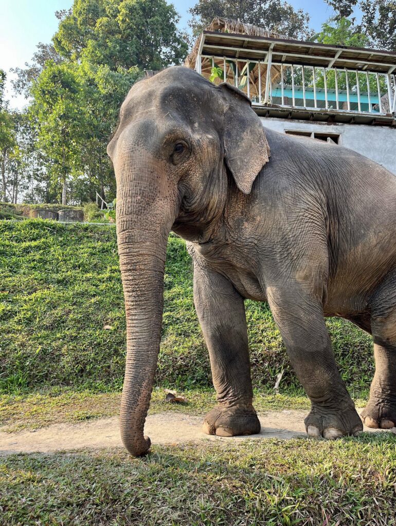 Elephants at Chai Lai Orchid Elephant Sanctuary