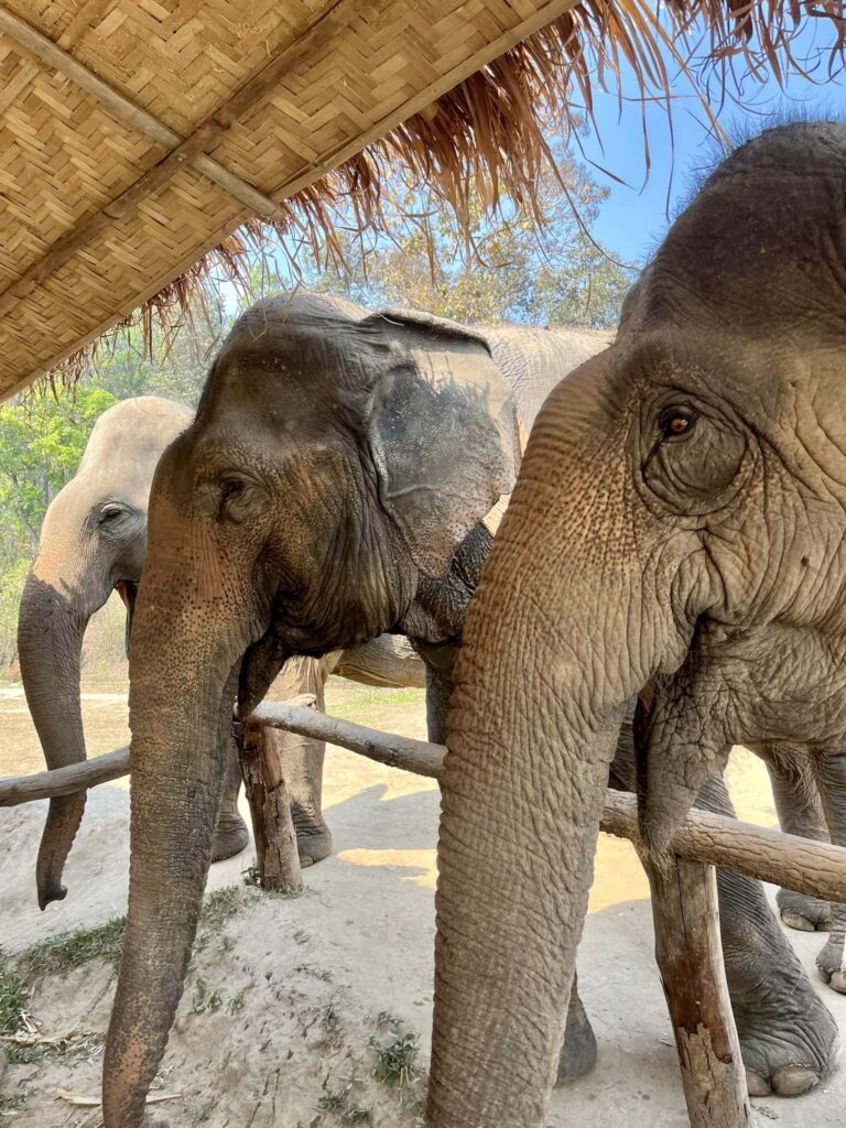 Elephants at Chai Lai Orchid Elephant Sanctuary