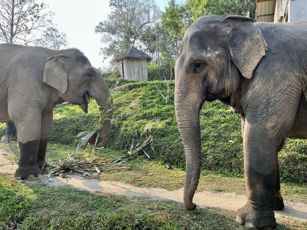 Elephants at Chai Lai Orchid Elephant Sanctuary