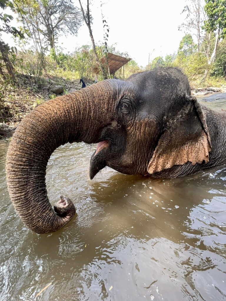 Elephant at Chai Lai Orchid Elephant Sanctuary