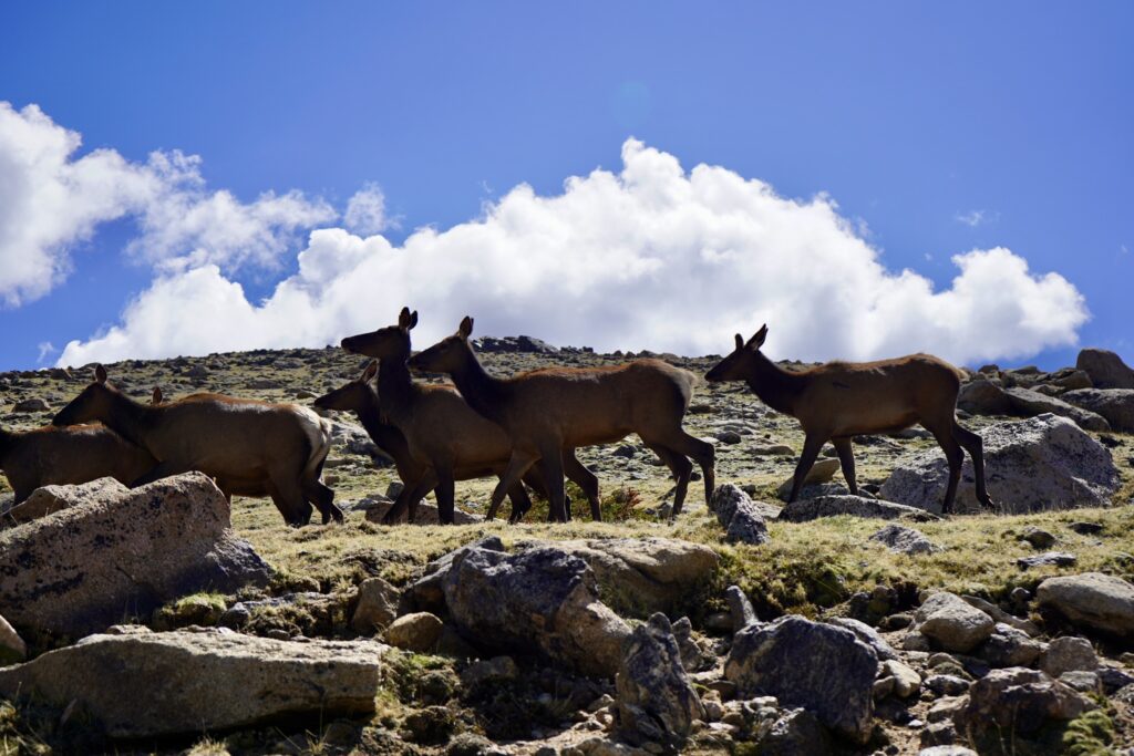 Must do Activities in Rocky Mountain National Park