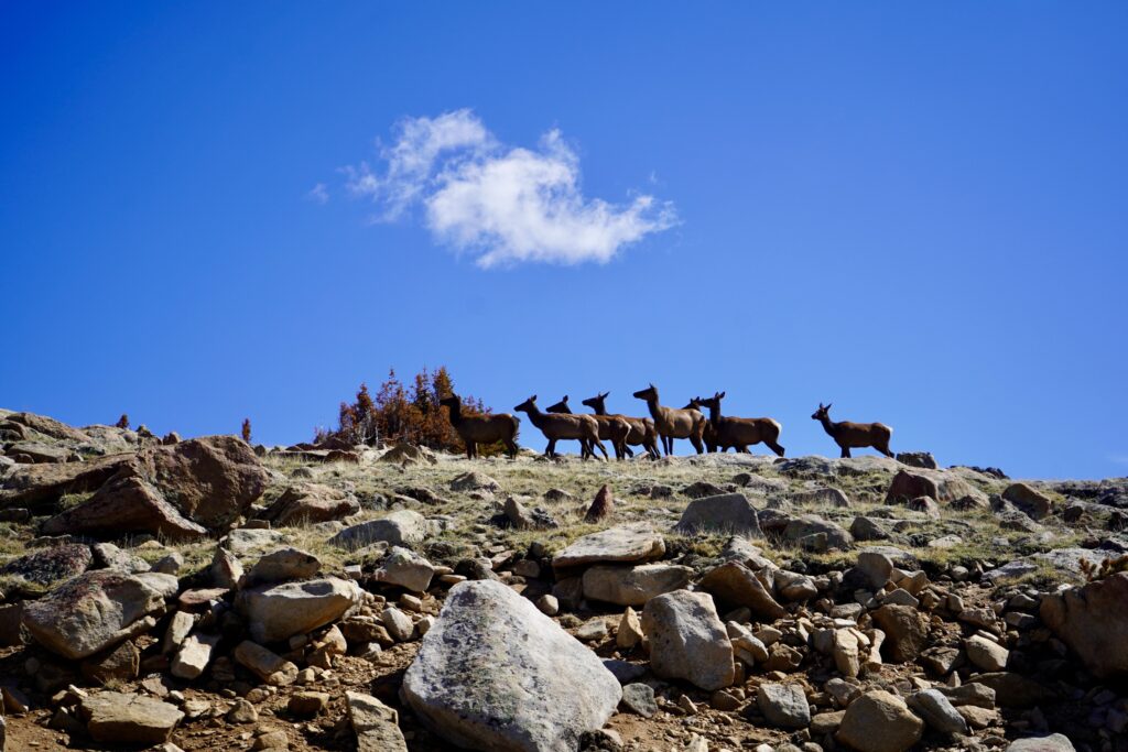 Must do Activities in Rocky Mountain National Park