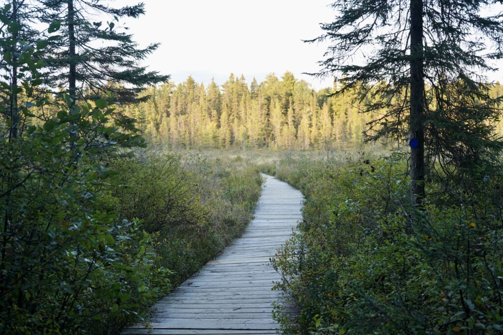 Algonquin Provincial Park Highway 60 Corridor​