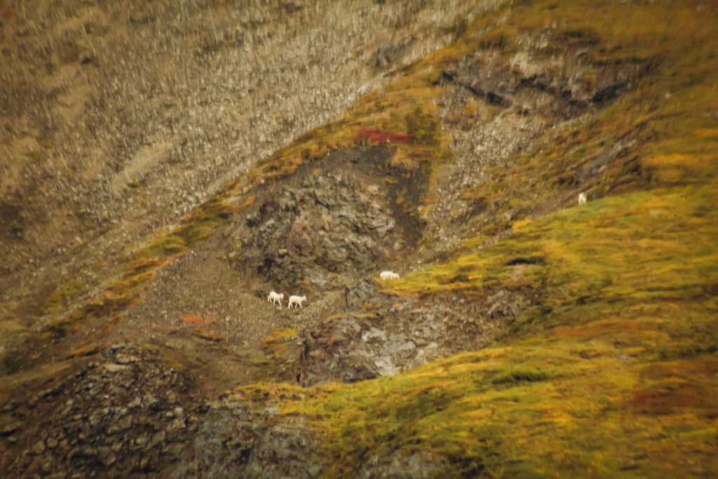Dall sheep on a ridge.
