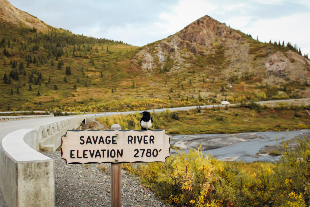 A magpie sitting on a "Savage River" sign.